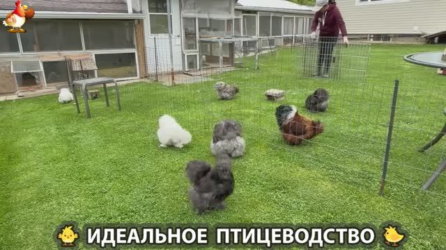 Идеальное птицеводство достойно восхищения 🐓🦆🦢🦚🦃🐔 эпизод (236)