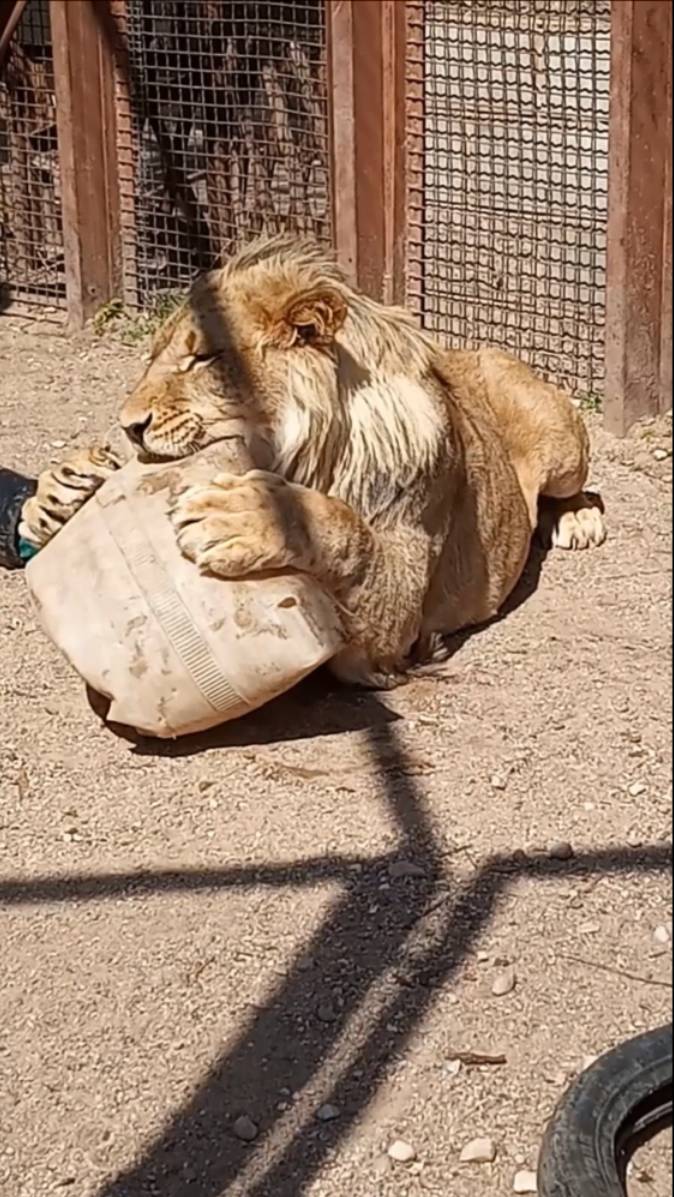 ШЕРХАН, покажи рыцаря. #шерхан_тайган #шерхан #лев #lion #zoo #animals #юмор #shortvideo