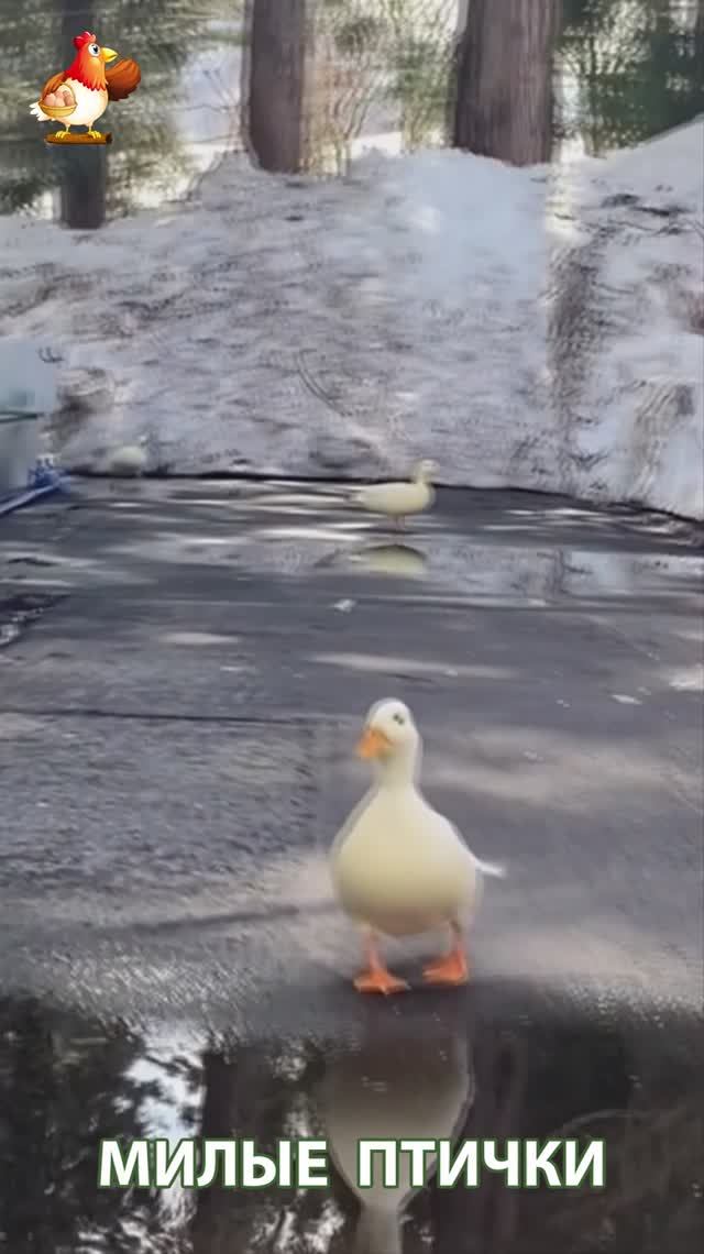 Утки домашние питомцы барыни сударыни  🦆🤗😂 (1)