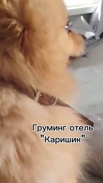 Наш Левушка #каришик #каришиквшоке #собака #puppy #pets #отельдлясобак #love #цвергпинчер #груминг