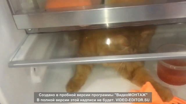 Моё рыжее чудо!Назвали АЛЬФ