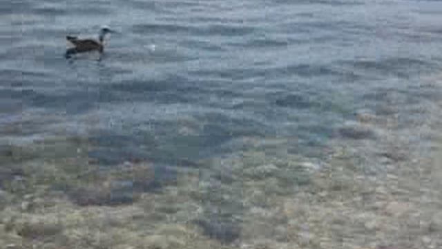 море, водная гладь