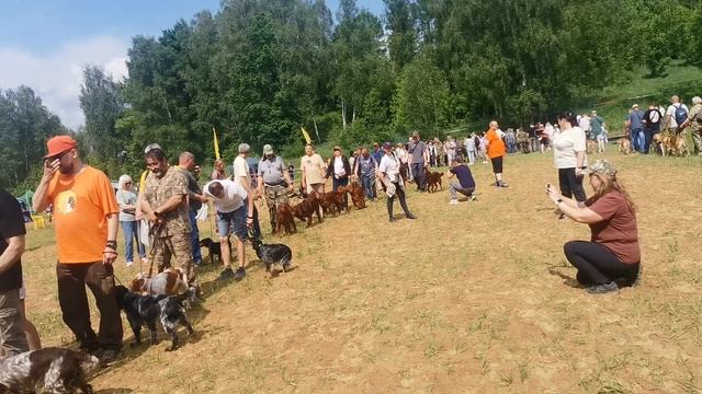 Парад охотничьих собак. Москва. 7.06.2025