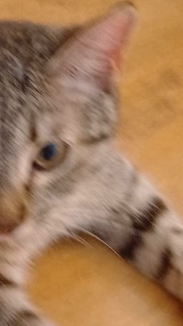 Кошка на фитнесе