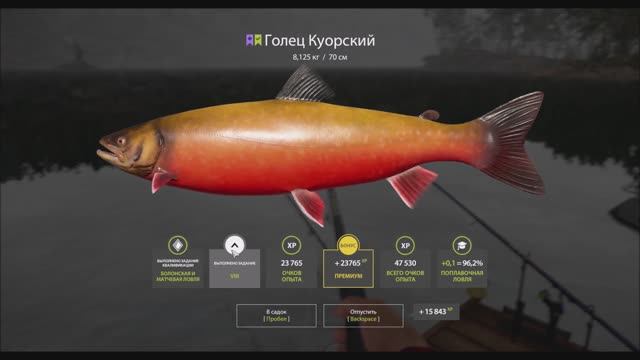 Голец Куорский, игра русская рыбалка 4, выполнение юбилейного задания, локация озеро Куори