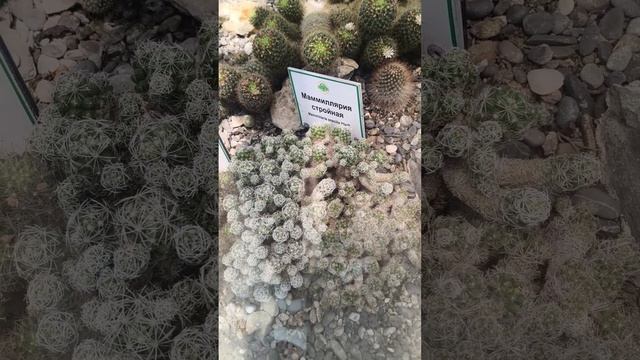 Никитский ботанический сад. Кактусы. 5 июня 2025 (1)
