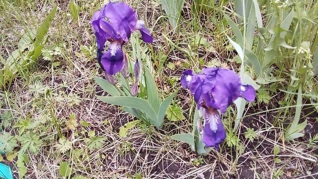 Ирисы - красывые многолетние цветы.
