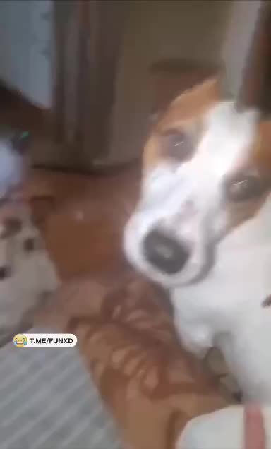 Бедный папаша🤣