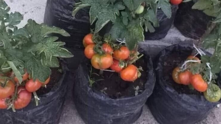 Рассада на продажу. Идеальный сорт