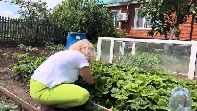 Сегодня операция у мамы//💗Первые помидоры в теплице//❤️клубника радует нас//🥰