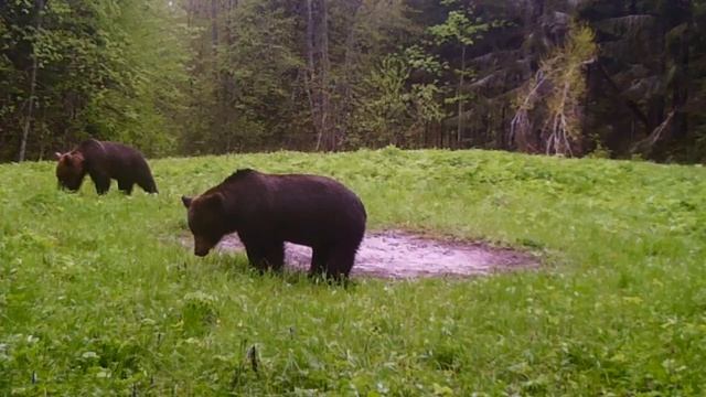 🐻В Смоленском поозерье медведи вновь попали на камеру