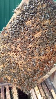 Засев свищевой матки.