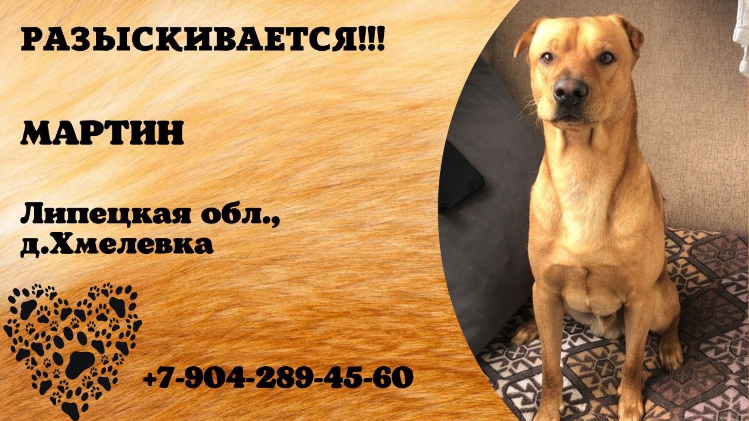 Пропала собака! МАРТИН. Липецкая обл., д.Хмелевка.