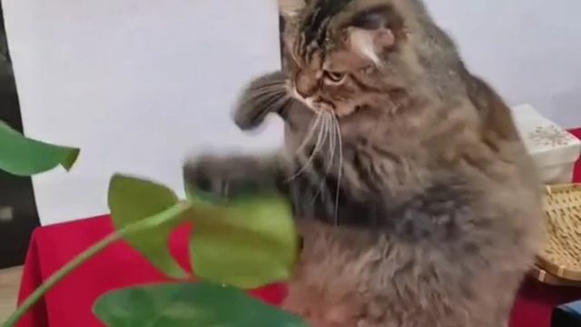 Котик тренируется как лев