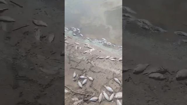 КРУГОМ МЕРТВАЯ РЫБА: в Таловском районе на водохранилище массово погибла рыба.