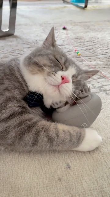 Ещё больше котиков в канале https://t.me/cotorai