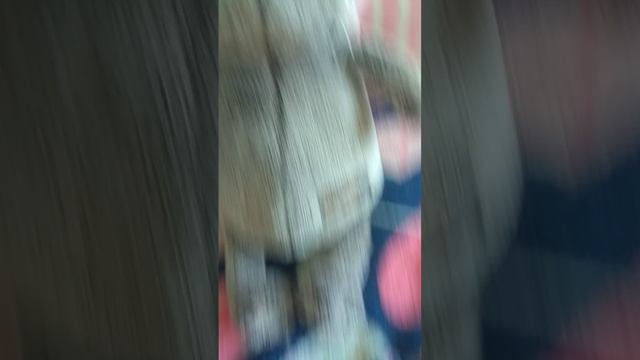 Новый котенок? Как его назвать? Помогите придумать имя🙏🏻