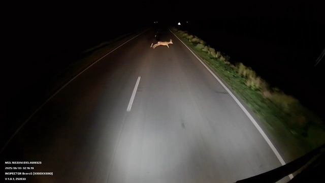 На дороге звери, будьте внимательны🧐