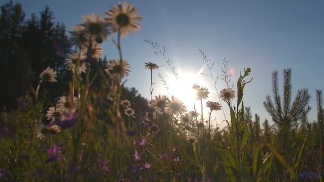 Что на самом деле происходит в этом лесу Это невероятно! - Impulse -- Ketsa -- Metaphysics