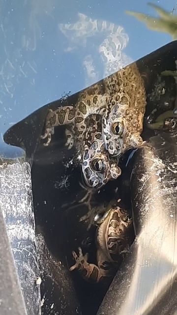 странные жабы 🐸