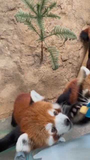 Панды принимают пищу 😉😋🐼