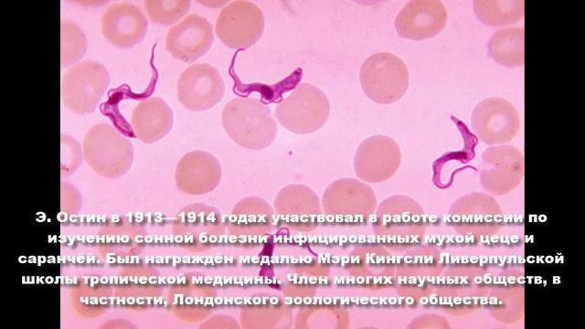 Эрнест Эдвард Остин