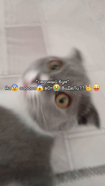 Доказываю что мамин кот меня избивает: