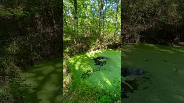 Вода и ряска
