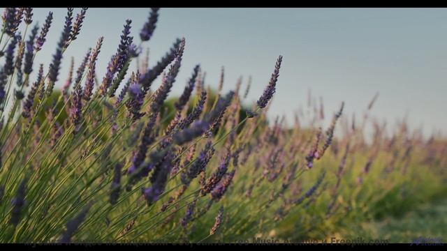Когда солнце садится под идеальный саундтрек! - Say Grace For Me -- Derek Clegg -- Old Town Worry