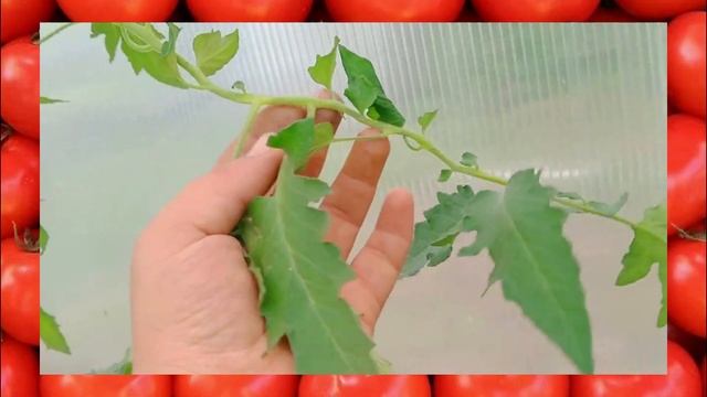 ПОМОГИТЕ СПАСТИ ТОМАТЫ!!! ВЯНЕТ МАКУШКА, СКРУЧИВАЕТ ЛИСТЬЯ