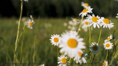 Сердце расцветает на фоне лесов и мощного саунда - Paper Mate -- HoliznaCC0 -- Washed Up