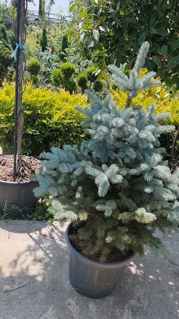 Ель PUNGENS HOOPSII (KOSTER), CLT 30