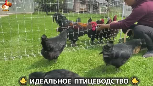 Идеальное птицеводство достойно восхищения 🐓🦆🦢🦚🦃🐔 эпизод (239)