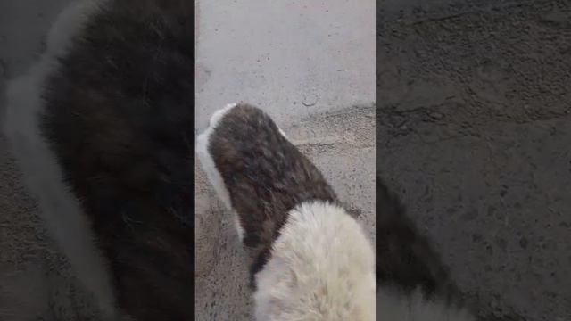 Казбег
