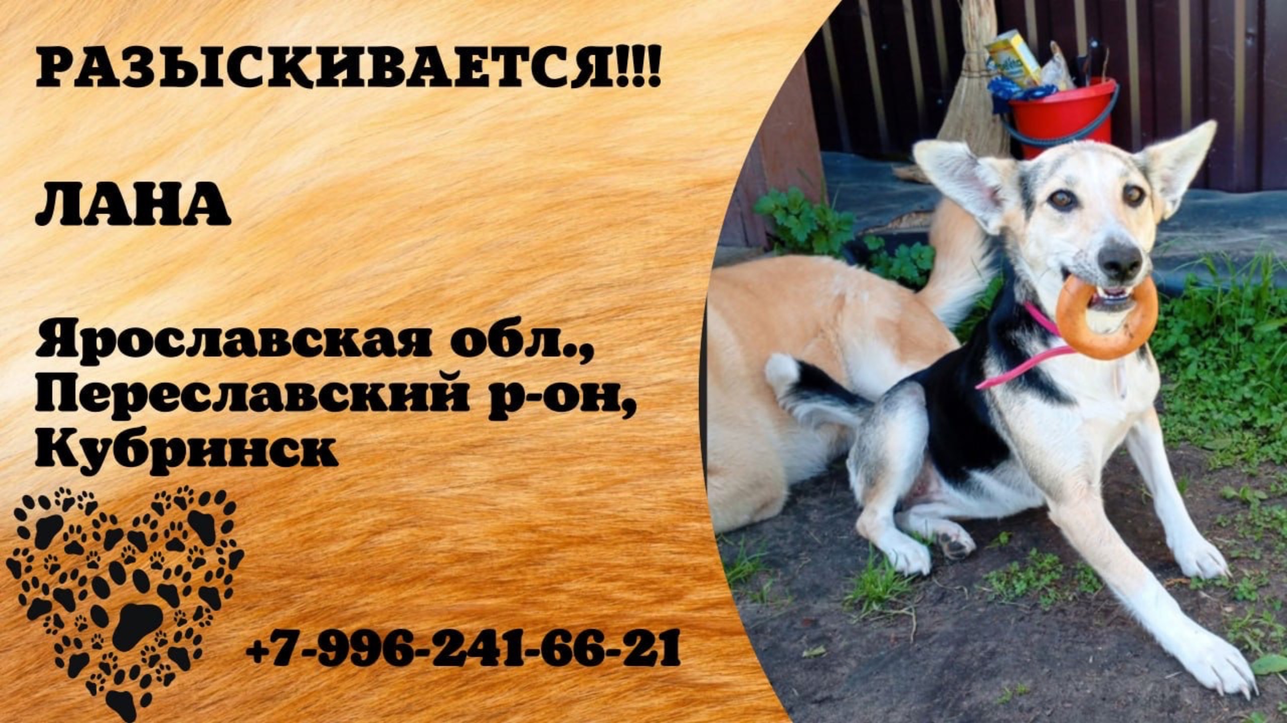 Пропала собака! ЛАНА. Ярославская обл., Переславский р-н, Кубринск.