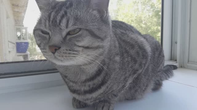 Это мой котик! #кот #милый #в рекомендации #животное