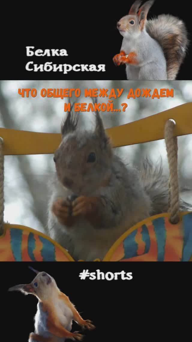 Белка и дождь очень похожи