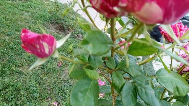 Розы video_2025-06-09_19-42-22