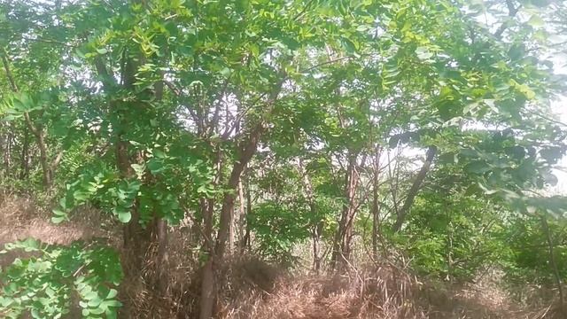 VID_20250606_114131