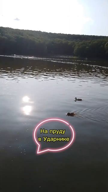 Утки на пруду в Ударнике