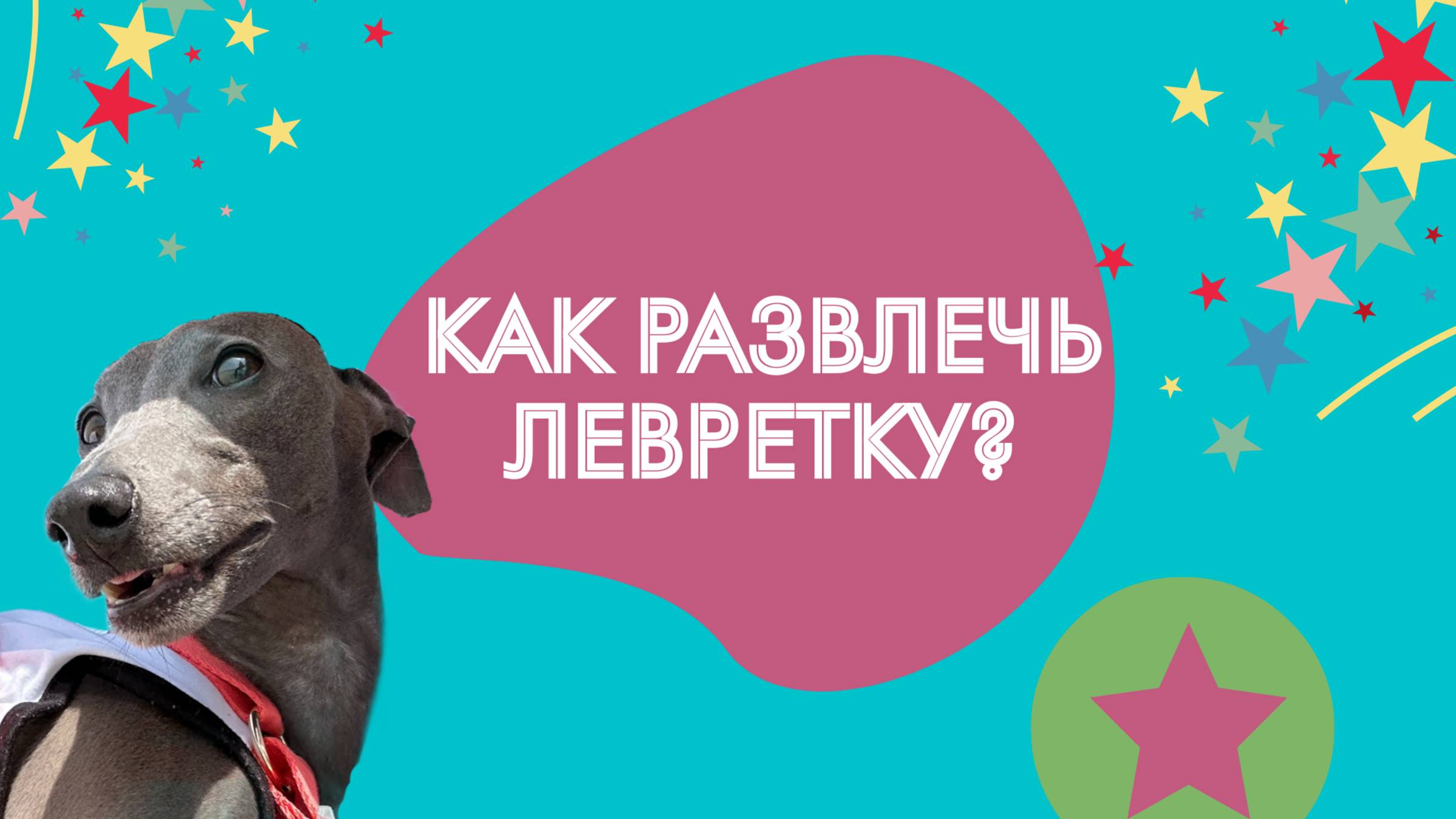 Как развлечь левретку?