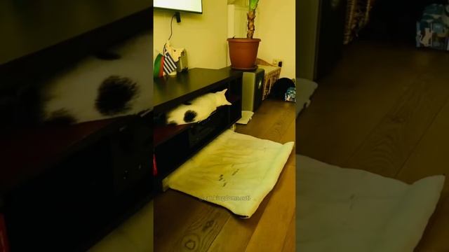 Котики