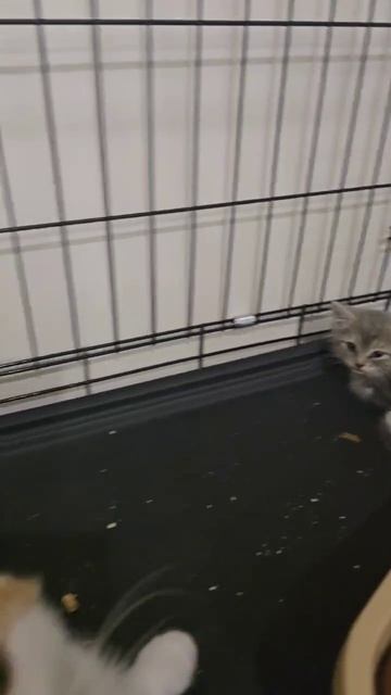 ‼️Вот такие замечательные малыши ждут своих родителей ! Все они спасены с улицы без шанса на домашню