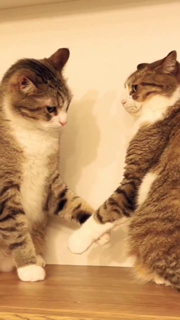 Кото перемирие