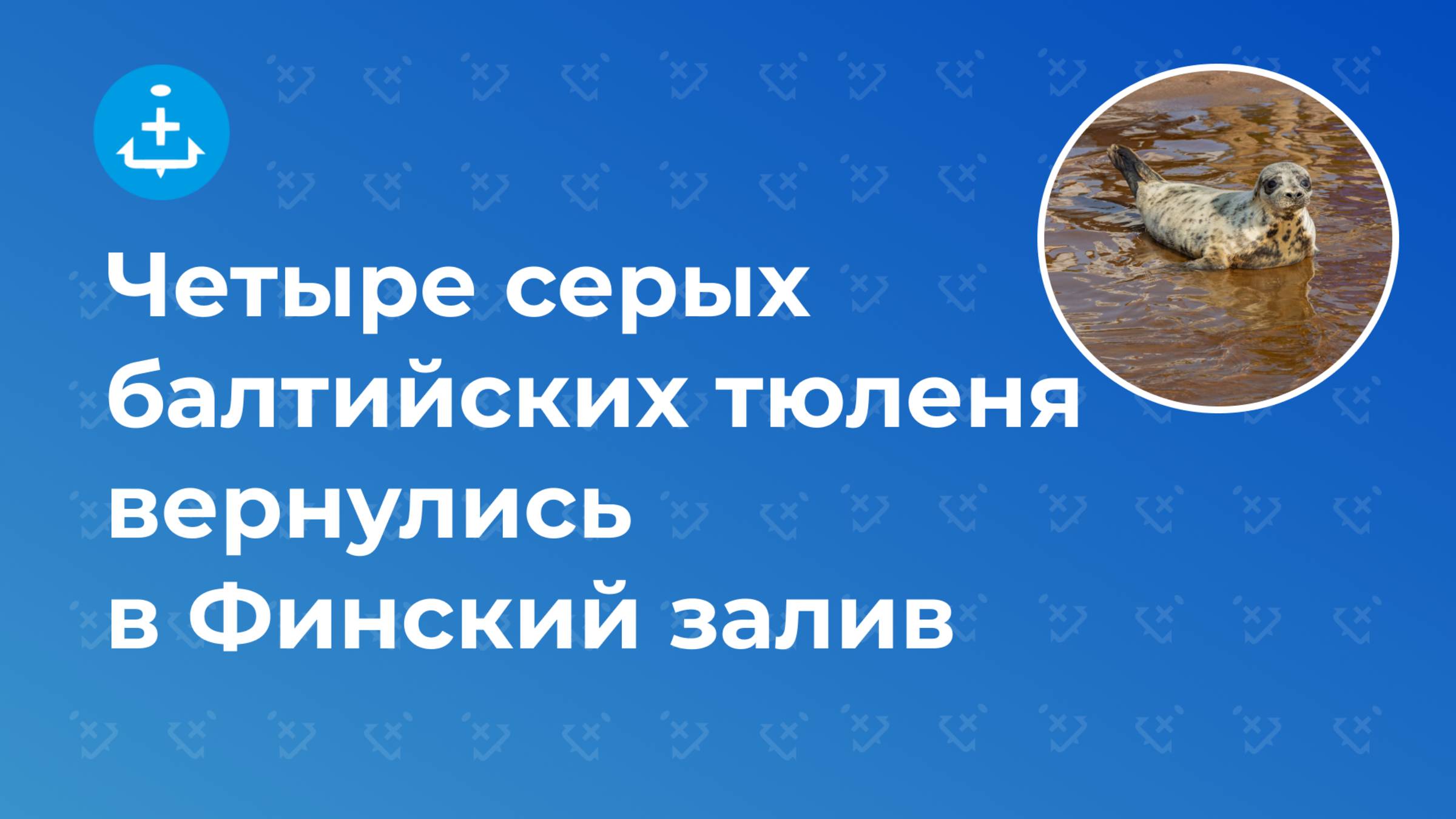 Четыре серых балтийских тюленя вернулись в Финский залив