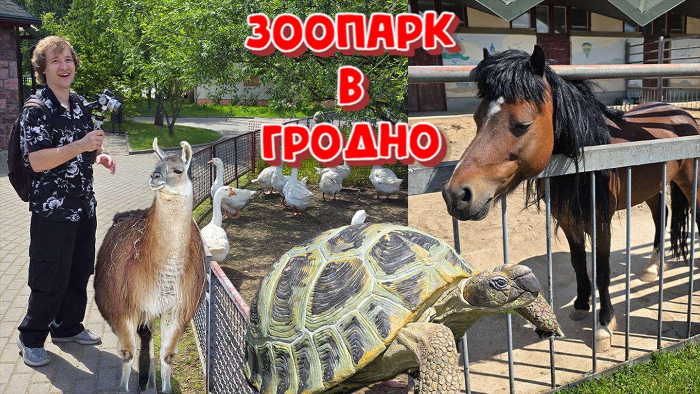 АВТОПУТЕШЕСТВИЕ ПО БЕЛАРУСИ.ЗООПАРК В ГРОДНО.КОЗЁЛ НАВАЛИЛ КОНТЕНТА😂😂😂