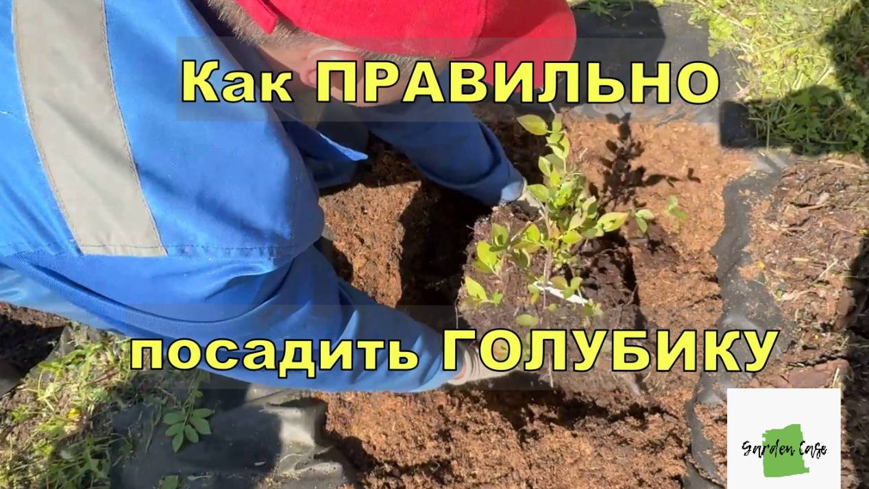 Все о правильной посадке ГОЛУБИКИ и уходу за ней. Как сажать голубику? 0112