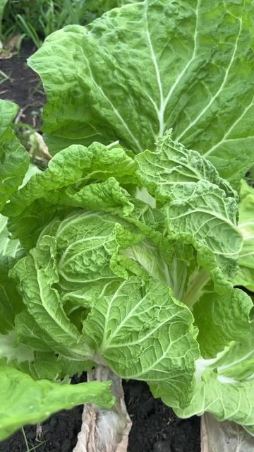 🥬Капуста «Биотория»: эталон органического земледелия