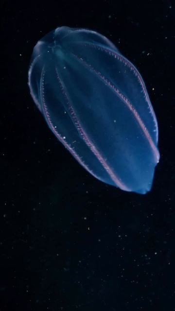 Это космический корабль или морское существо? 🪼