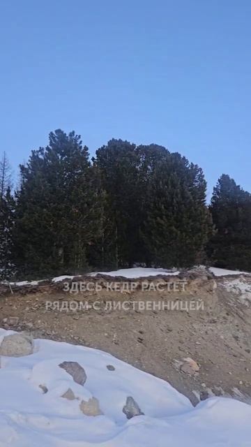 Кедр и лиственница в дикой природе